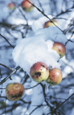 apples_winter